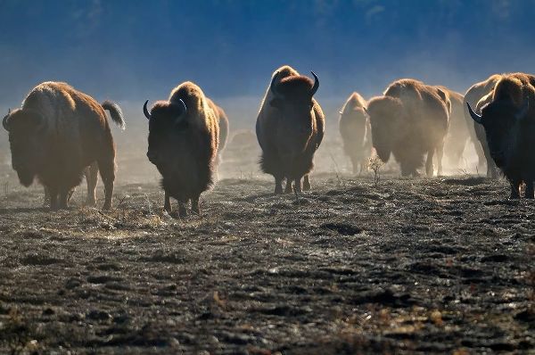 Canada-Manitoba-Riding Mountain National Park Herd of American plains bison on burned prairie